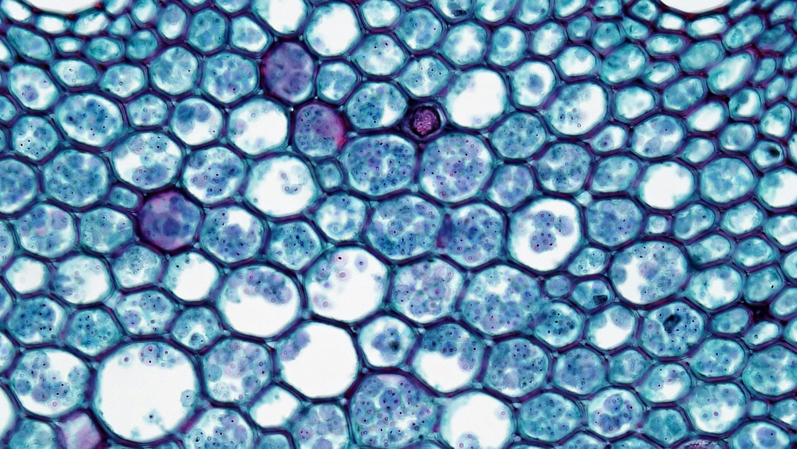 bioscience-image-library-by-fayette-reynolds-xlJqqBZTwHg-unsplash